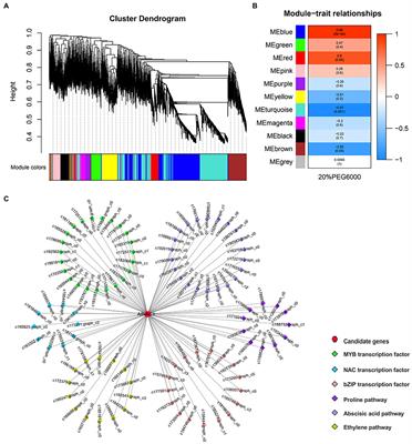 Drought resistance of tobacco overexpressing the AfNAC1 gene of Amorpha fruticosa Linn.